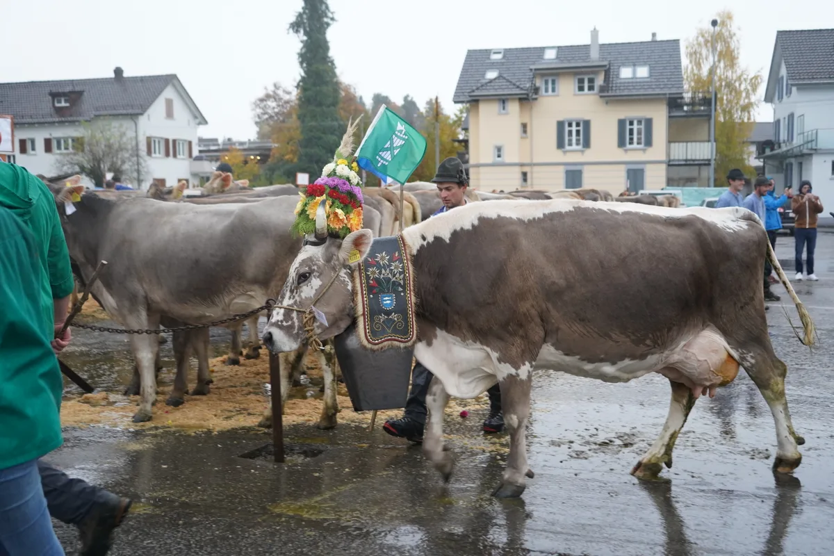 Landwirte und Kühe an der Viehschau Hinwil